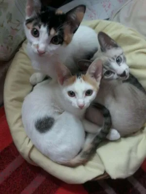 Gato raça SRD idade 2 a 6 meses nome Filhotes gatinhos