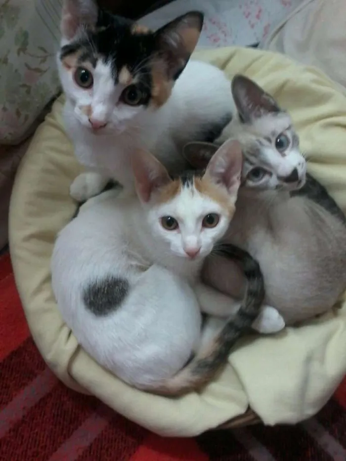 Gato ra a SRD idade 2 a 6 meses nome Filhotes gatinhos