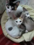 Filhotes gatinhos