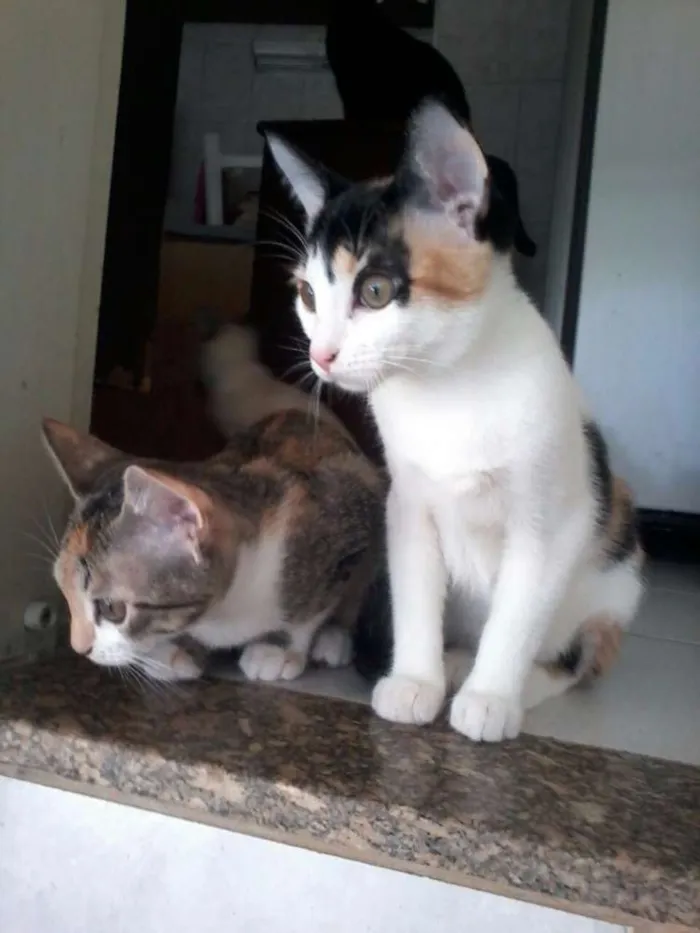 Gato ra a SRD idade 2 a 6 meses nome Filhotes gatinhos