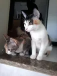 Filhotes gatinhos