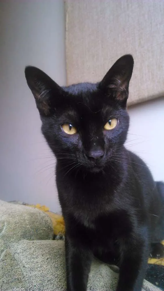 Gato ra a SRD idade 2 a 6 meses nome Filhotes gatinhos