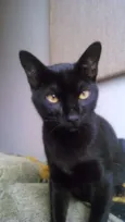 Filhotes gatinhos