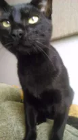 Filhotes gatinhos