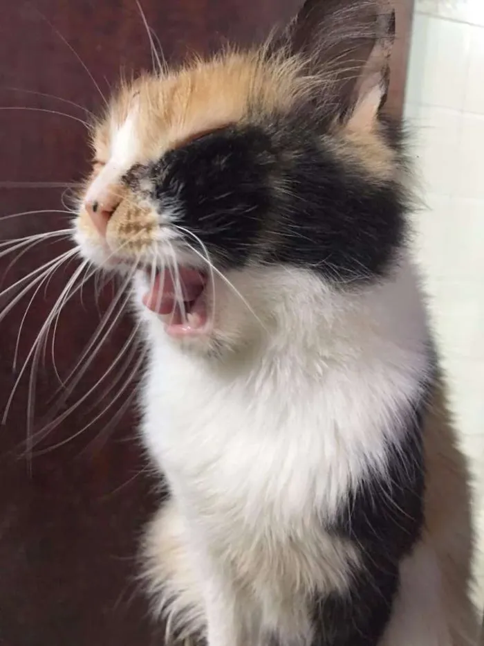 Gato ra a SRD idade 1 ano nome Emma