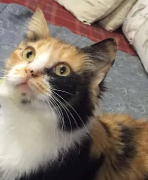 Gato raça SRD idade 1 ano nome Emma