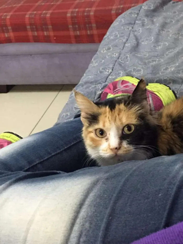 Gato ra a SRD idade 1 ano nome Emma