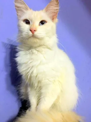 Gato raça mix de angorá idade 2 anos nome Luiza