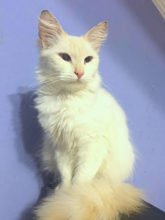 Gato ra a mix de angorá idade 2 anos nome Luiza