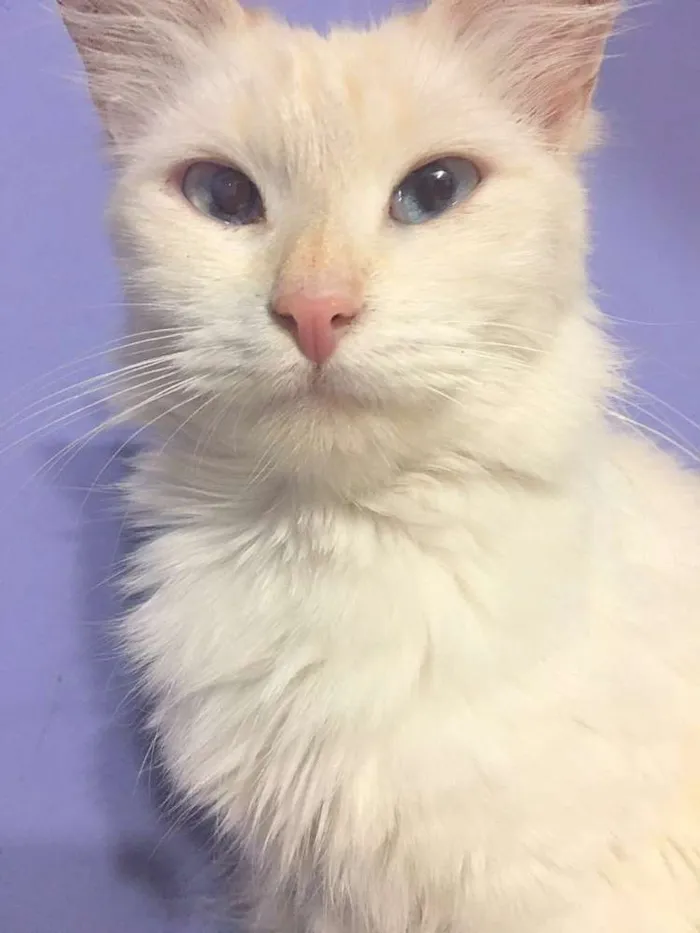 Gato ra a mix de angorá idade 2 anos nome Luiza