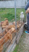 Procuro lar!