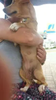Procuro lar!