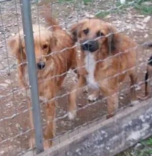 Cachorro raça  idade  nome Procuro lar!