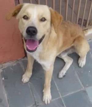 Cachorro raça labrador idade 1 ano nome maxi