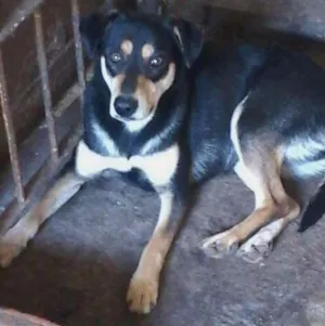 Cachorro raça Srd idade 3 anos nome Nina