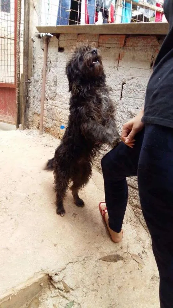Cachorro ra a Srd idade 7 a 11 meses nome De rua