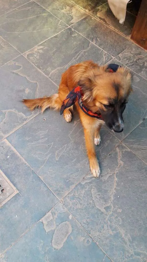 Cachorro ra a SRD idade 7 a 11 meses nome Catarina 