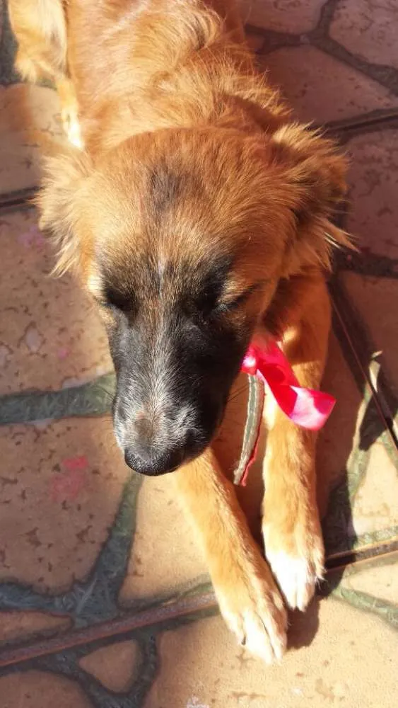 Cachorro ra a SRD idade 7 a 11 meses nome Catarina 