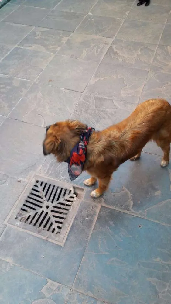 Cachorro ra a SRD idade 7 a 11 meses nome Catarina 