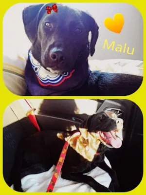 Cachorro raça Srd idade 7 a 11 meses nome Malu