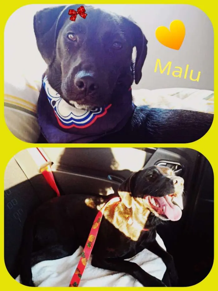 Cachorro ra a Srd idade 7 a 11 meses nome Malu