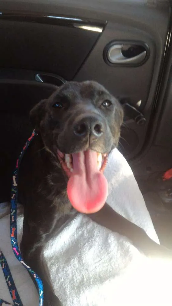 Cachorro ra a Srd idade 7 a 11 meses nome Malu