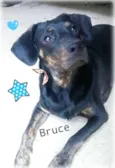 Cachorro raça Mix de tekel idade 2 anos nome BRUCE