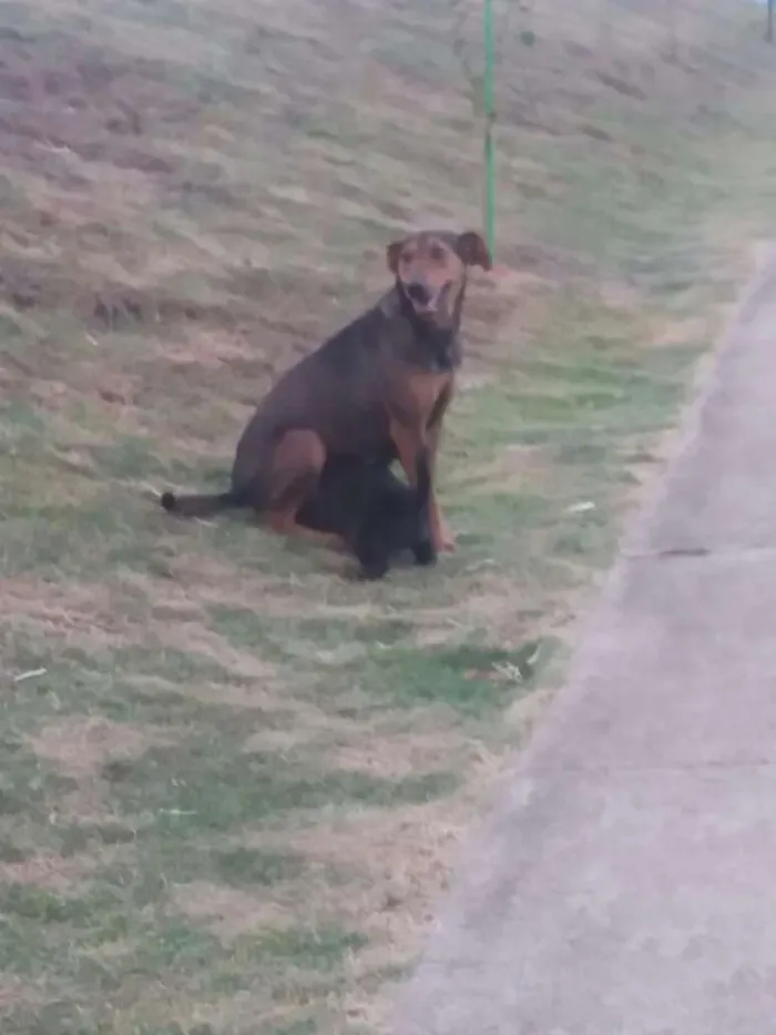 Cachorro ra a Vira lata idade  nome Narizinho