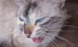 Gata mâe