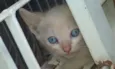 Filhote fofinha