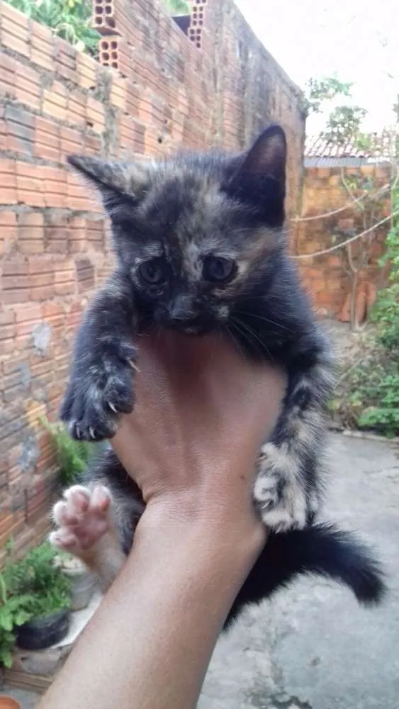 Gato raça misturadas idade 2 a 6 meses nome teo, lucy