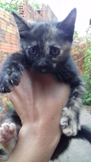 Gato raça misturadas idade 2 a 6 meses nome teo, lucy