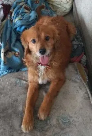 Cachorro raça vira lata idade 1 ano nome amarelo