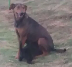 Cachorro raça Vira lata idade  nome Narizinho