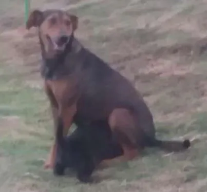 Cachorro ra a Vira lata idade  nome Narizinho