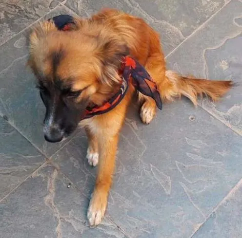 Cachorro ra a SRD idade 7 a 11 meses nome Catarina 