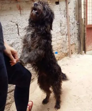 Cachorro raça Srd idade 7 a 11 meses nome De rua