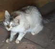 Gata mâe
