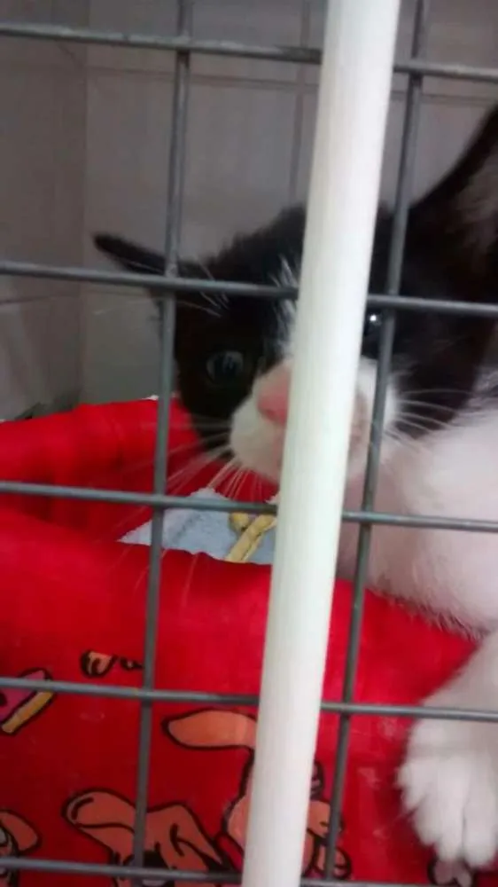 Gato ra a SRD idade 2 a 6 meses nome Fred