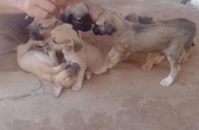 Cachorro ra a indefinida idade Abaixo de 2 meses nome Filhotes fêmeas