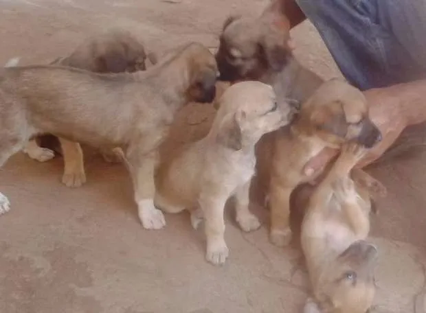 Cachorro ra a indefinida idade Abaixo de 2 meses nome Filhotes fêmeas