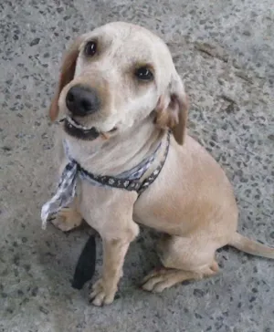 Cachorro raça Coker idade 3 anos nome Sheik