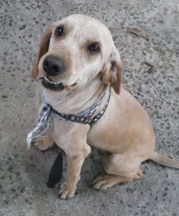 Cachorro ra a Coker idade 3 anos nome Sheik