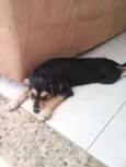 Lola 