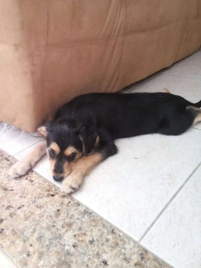 Cachorro raça vira lata  idade 2 a 6 meses nome Lola 