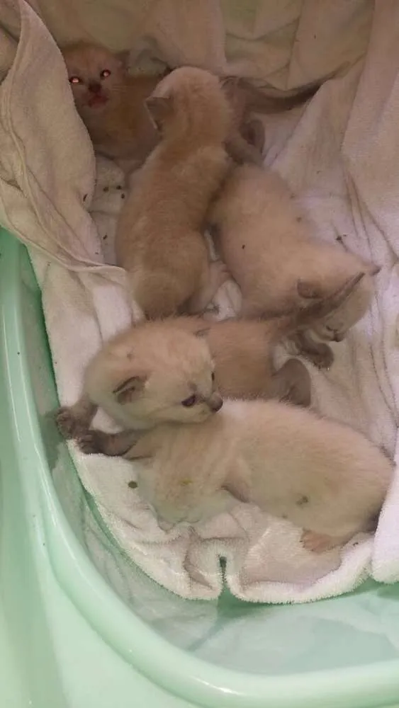 Gato raça Sem raça idade Abaixo de 2 meses nome Sem nome