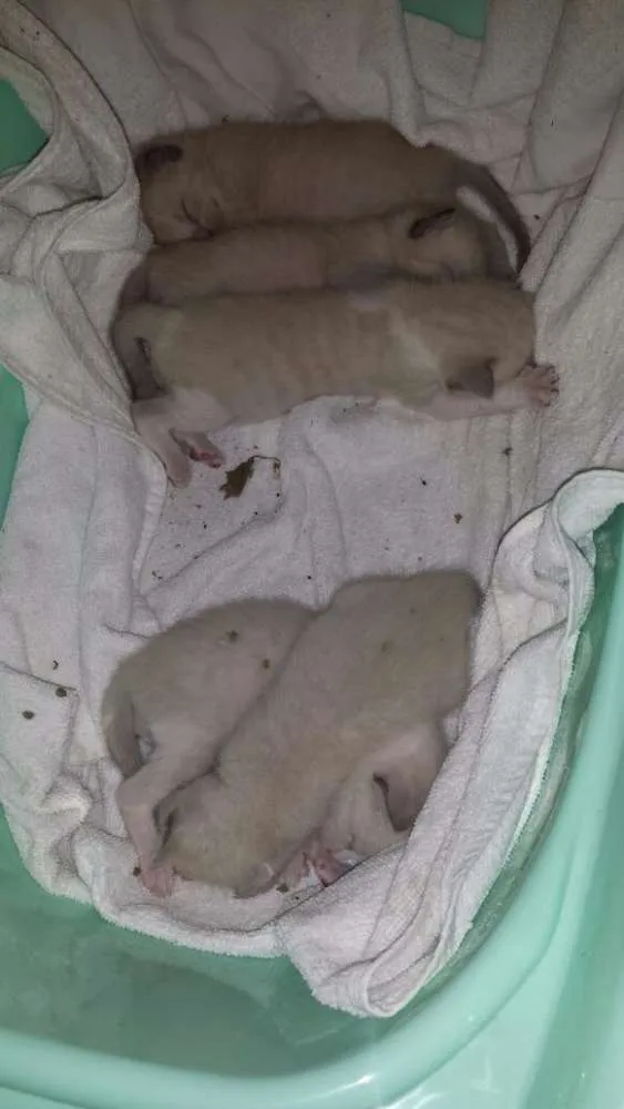 Gato raça Sem raça idade Abaixo de 2 meses nome Sem nome