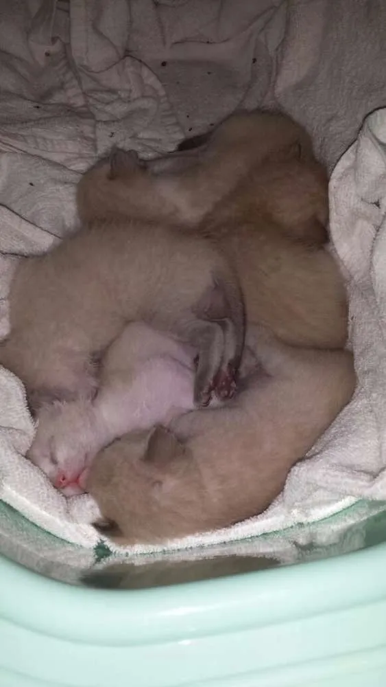 Gato raça Sem raça idade Abaixo de 2 meses nome Sem nome