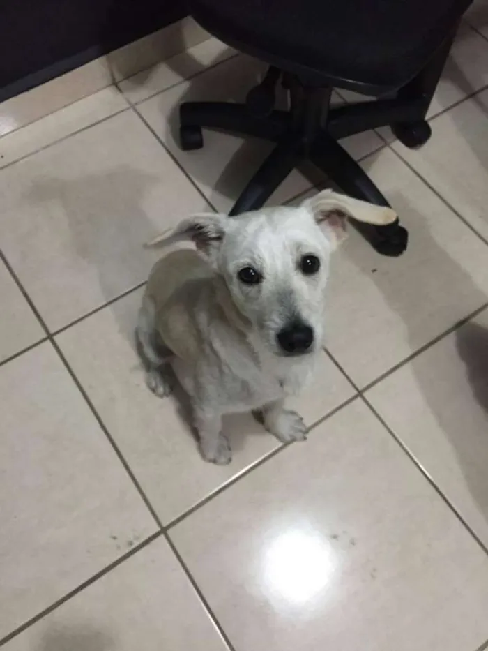 Cachorro ra a srd idade 7 a 11 meses nome porte p, 8 meses