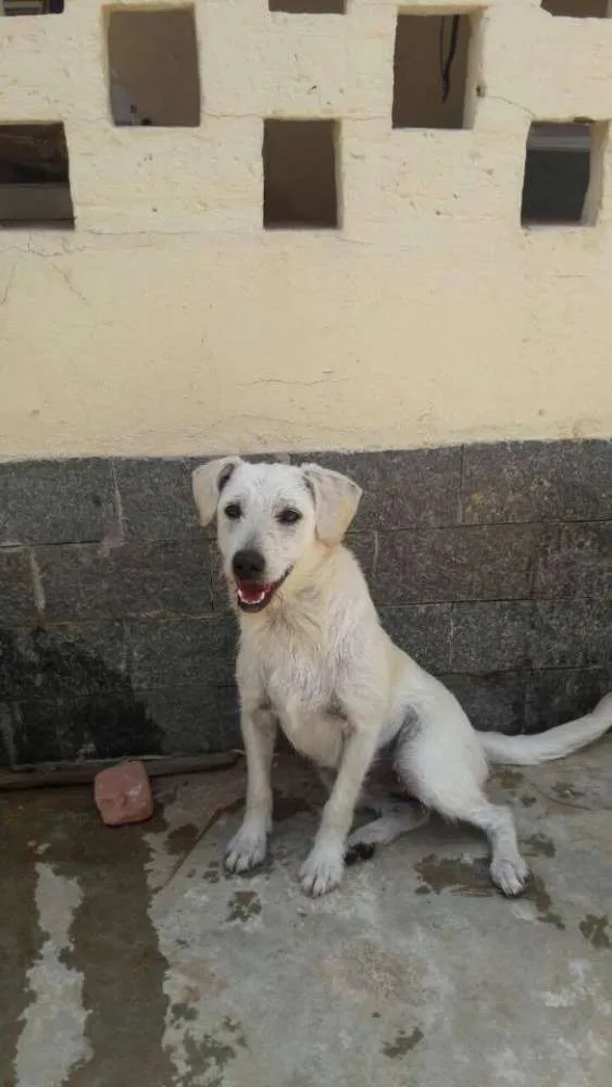 Cachorro ra a srd idade 7 a 11 meses nome porte p, 8 meses